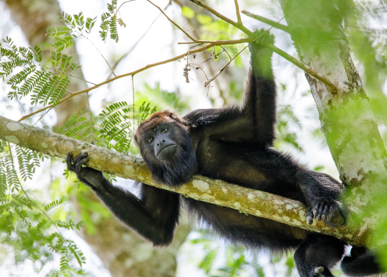 Día mundial del Mono, conocidos como “agricultores de la selva”